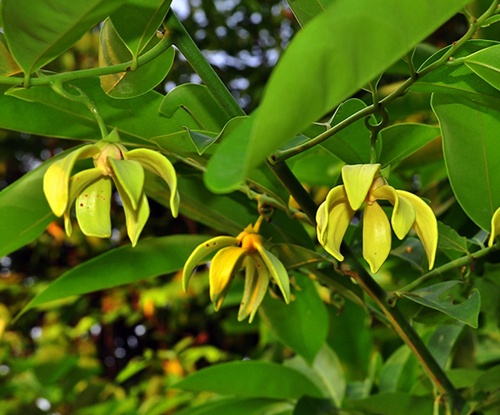 การเวก Artabotys  siamensis Miq. <br/>Annonaceae